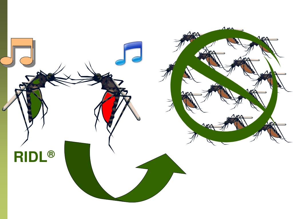 PPT control of mosquitoes PowerPoint Presentation, free download ID1113768
