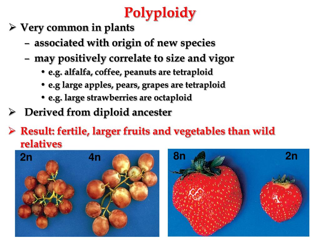 PPT & Plant Breeding PowerPoint Presentation, free download