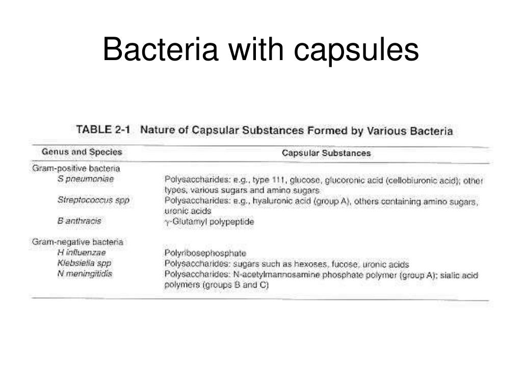 PPT Bacterial Staining PowerPoint Presentation, free download ID