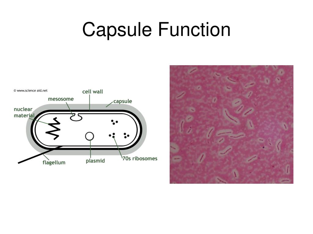 PPT Bacterial Staining PowerPoint Presentation, free download ID