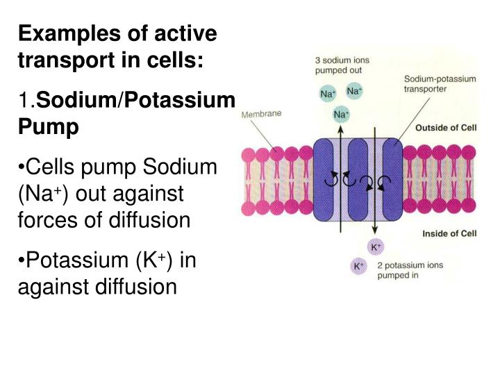 PPT Maintaining a constant cell environment PowerPoint Presentation
