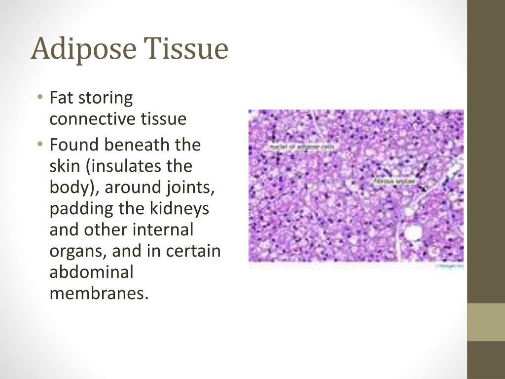 PPT Tissue and Skin PowerPoint Presentation, free download ID1114787