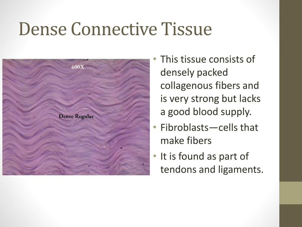 PPT Tissue and Skin PowerPoint Presentation, free download ID1114787