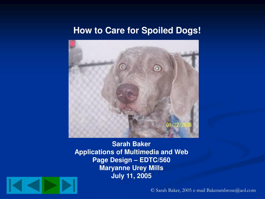 PPT This is a lesson in how to care for spoiled dogs PowerPoint