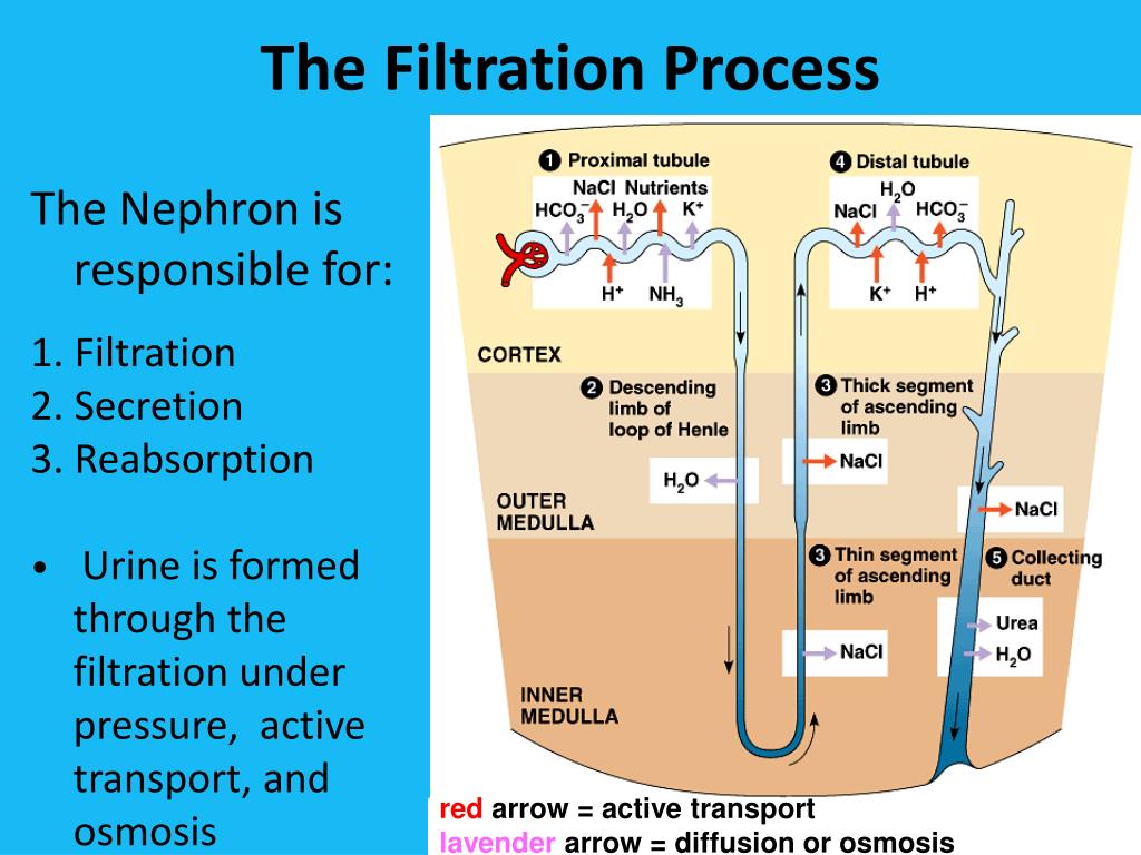 PPT Dialysis A Thermodynamic Perspective PowerPoint Presentation