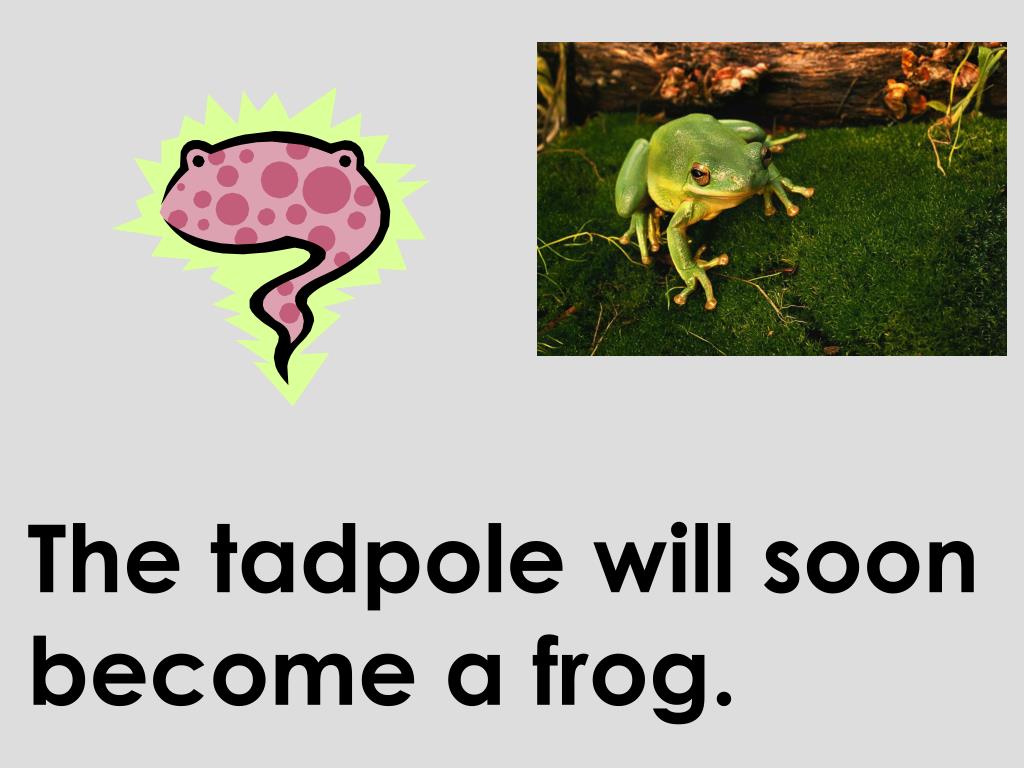 PPT Frog and Toad Together Word Wall Words PowerPoint Presentation