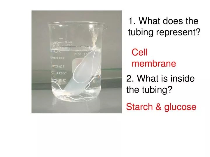 PPT 1. What does the tubing represent? PowerPoint Presentation, free