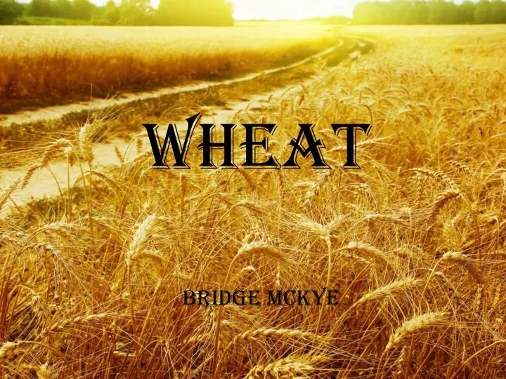 PPT Wheat PowerPoint Presentation, free download ID