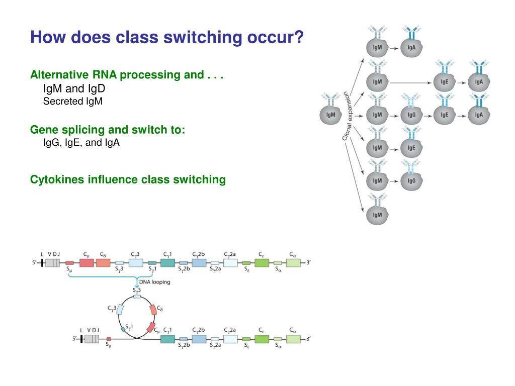 PPT Bcell Development and Activation Chapter 5 PowerPoint