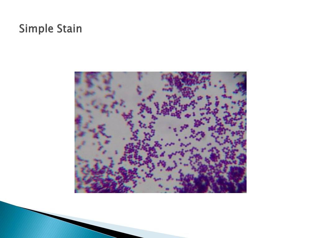 PPT Microbiology Tools PowerPoint Presentation, free download ID