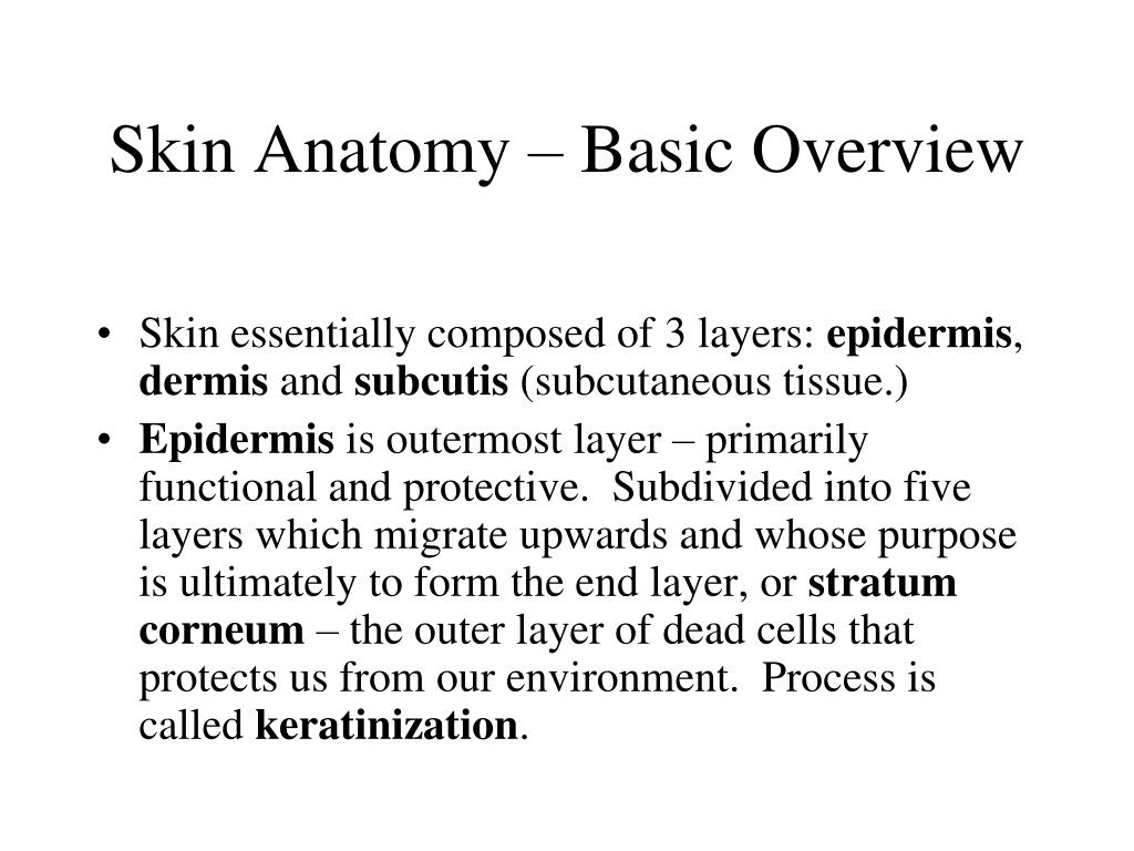 PPT Anatomy of the Skin PowerPoint Presentation, free download ID