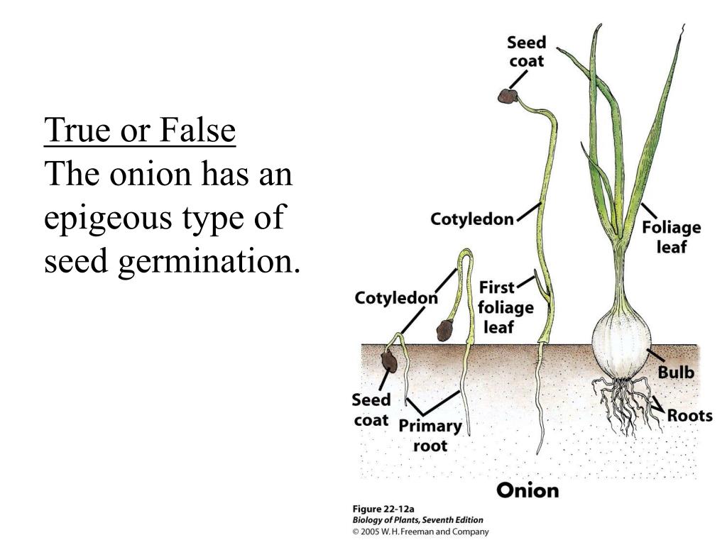 PPT Early Development of the Plant Body PowerPoint Presentation, free