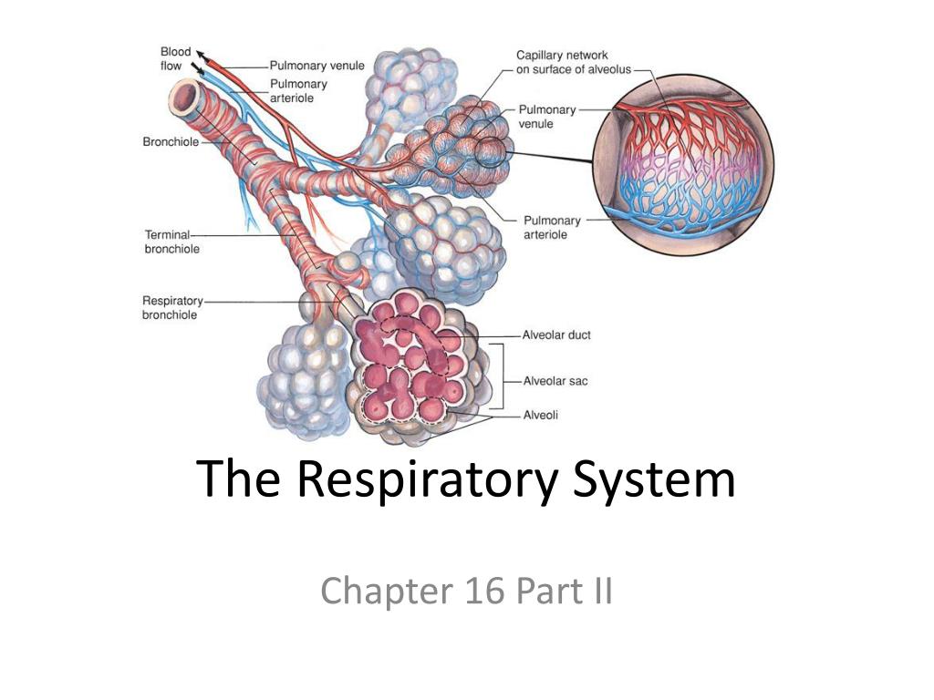 Chapter 16 The Respiratory System: Pulmonary Ventilation