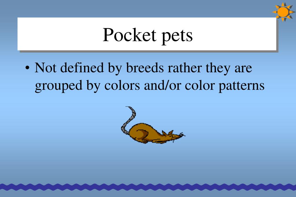 PPT Pocket pet breeds PowerPoint Presentation, free download ID1136898