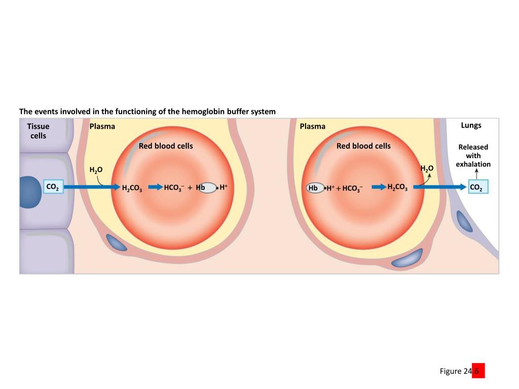 PPT Homeostasis PowerPoint Presentation, free download ID1138529