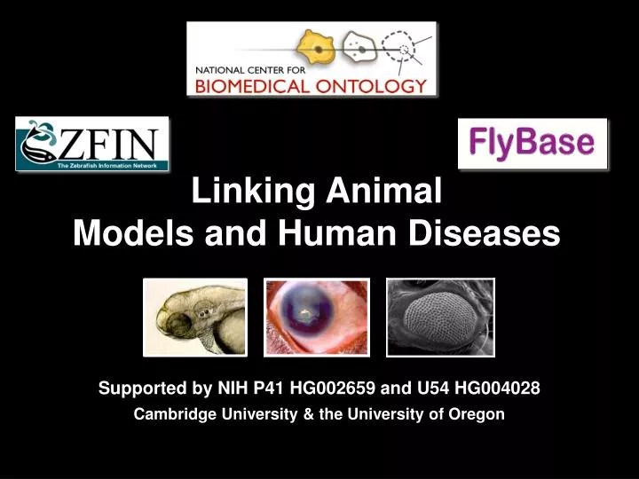 PPT Linking Animal Models and Human Diseases PowerPoint Presentation