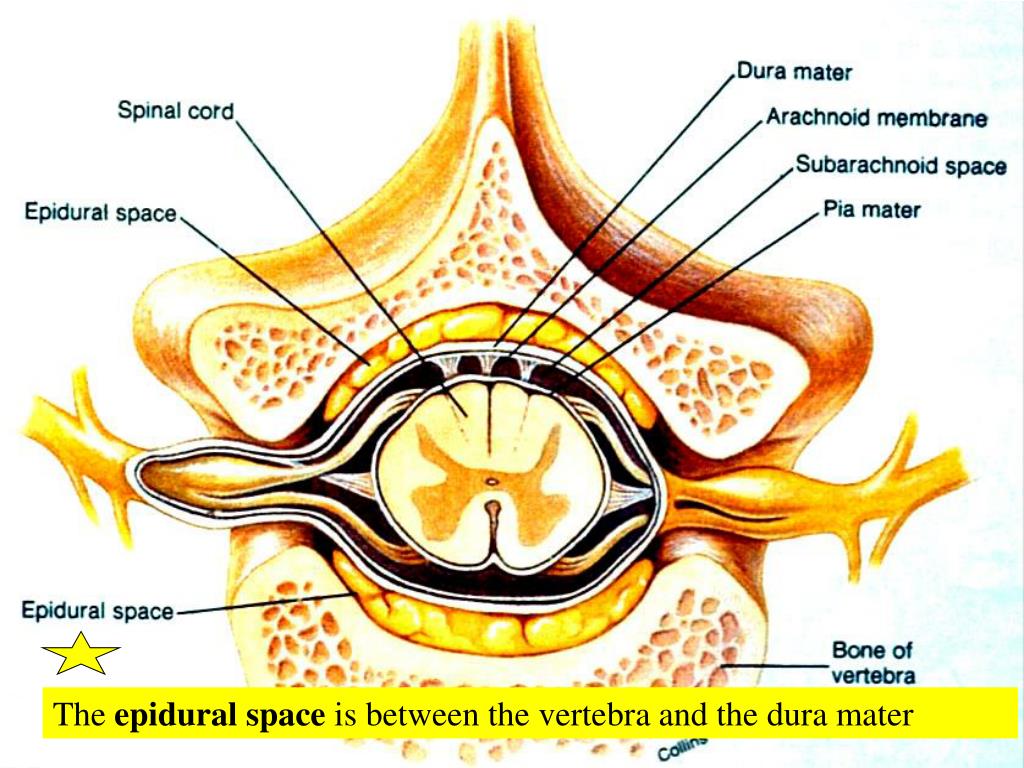 PPT The spinal cord provides a vital link between the brain and the rest of the body, and yet
