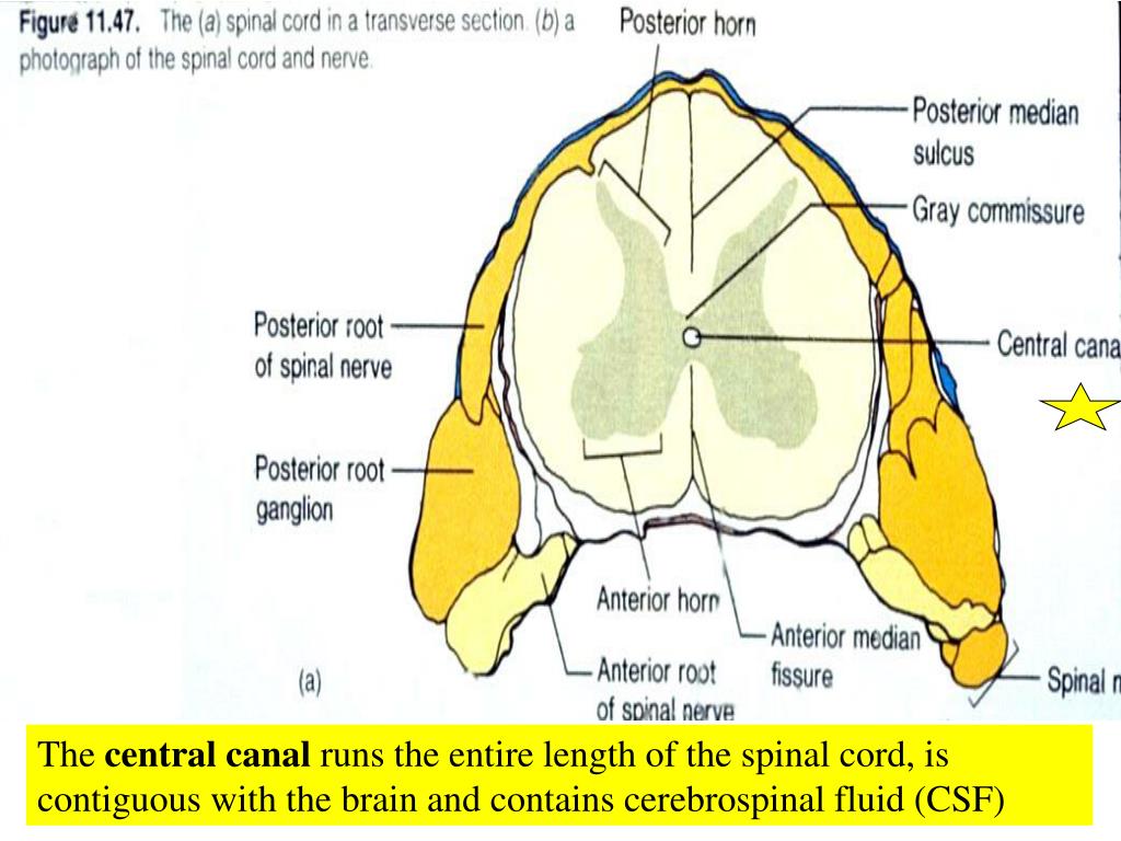 PPT The spinal cord provides a vital link between the brain and the