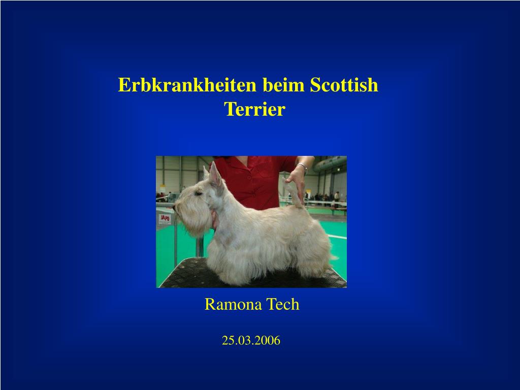 PPT Erbkrankheiten beim Scottish Terrier PowerPoint Presentation