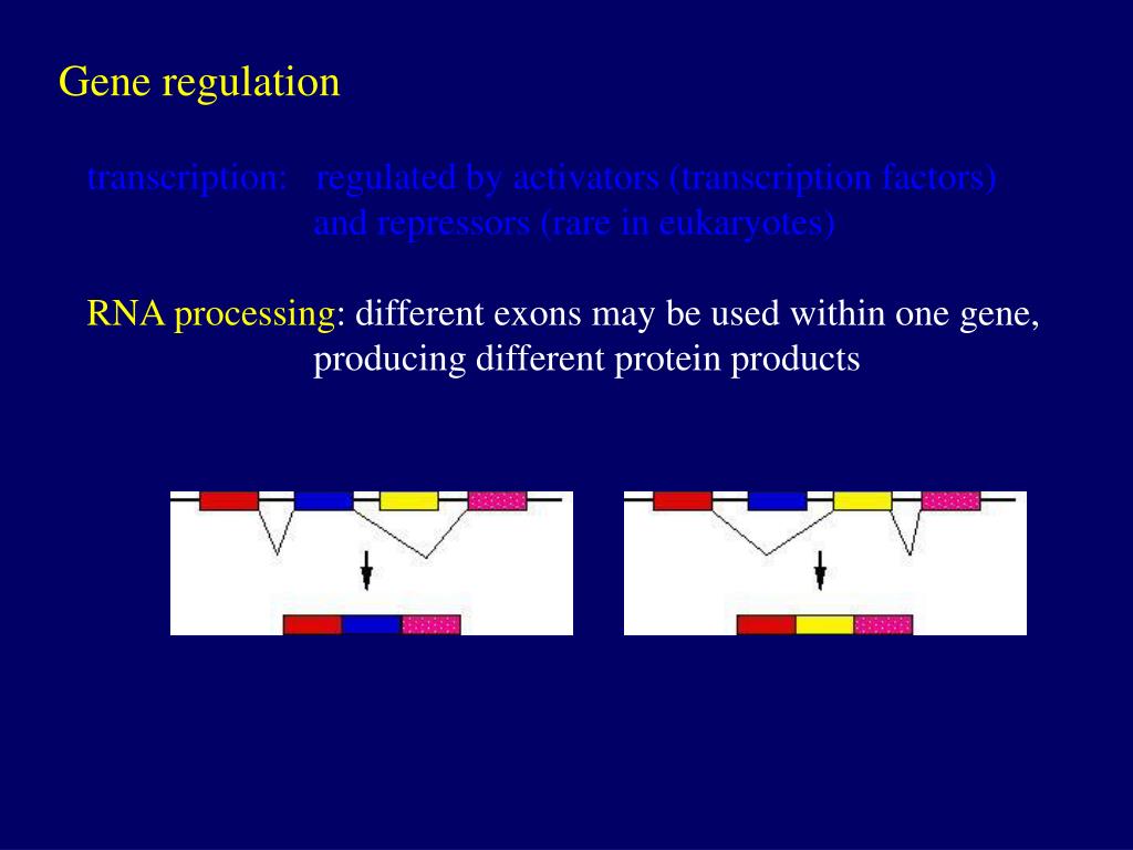 PPT Gene regulation PowerPoint Presentation, free download ID1143077