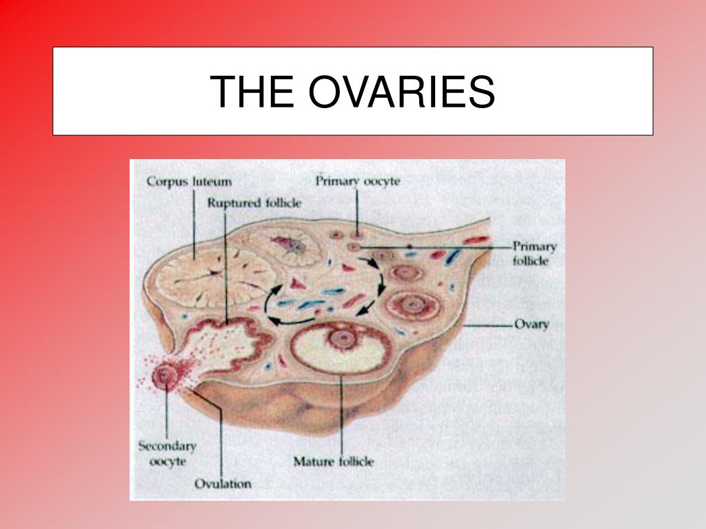 PPT Ovaries and the Fertility Cycle PowerPoint Presentation, free