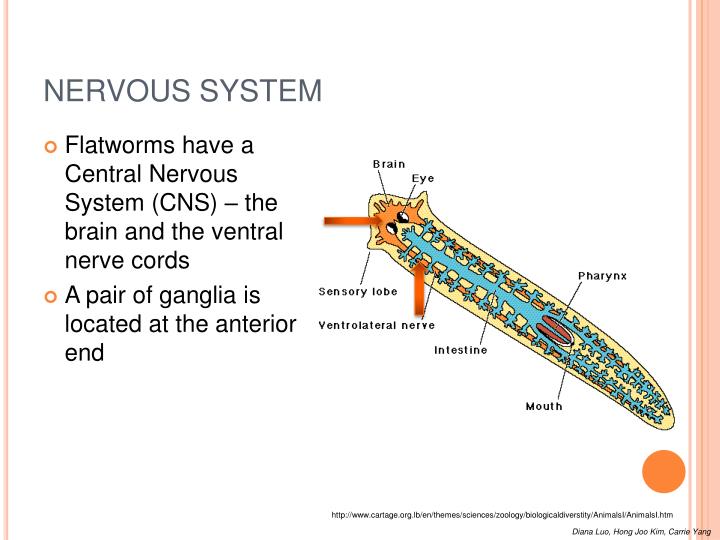 PPT PHYLUM PLAT Y HELMINTHES (“FLAT WORMS !”) PowerPoint Presentation