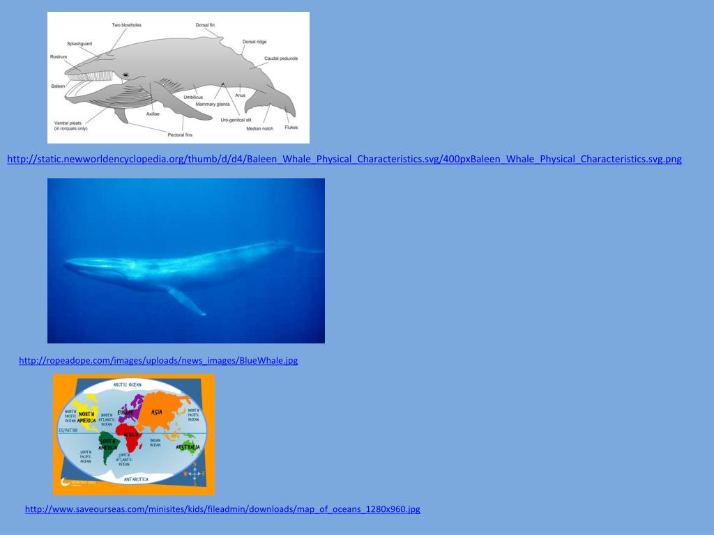 PPT Blue Whales PowerPoint Presentation, free download ID1143981