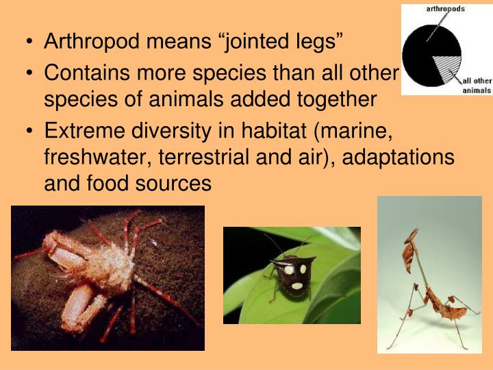 PPT Phylum Arthro poda “joint” “foot” PowerPoint Presentation ID