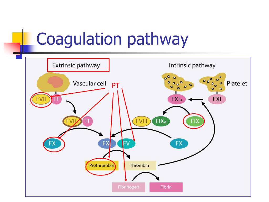 PPT Anticoagulant therapies how do they work? PowerPoint