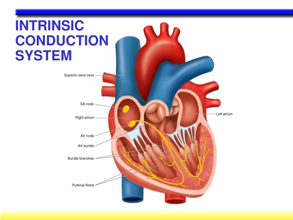 PPT - C H A P T E R 7 PowerPoint Presentation, free download - ID:1148413
