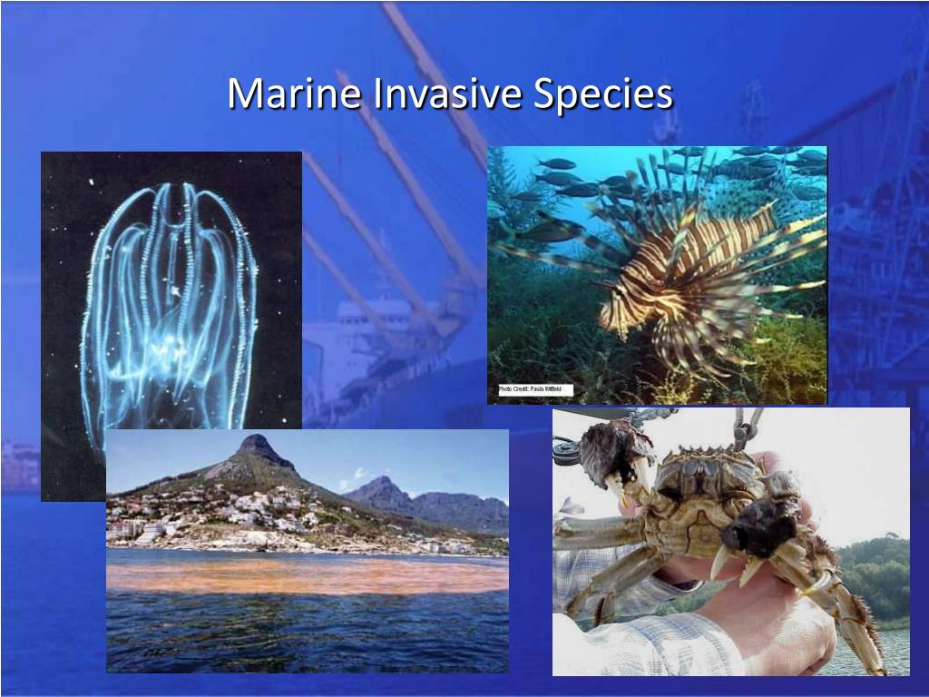 PPT Marine Invasive Species & Ballast Water Management PowerPoint