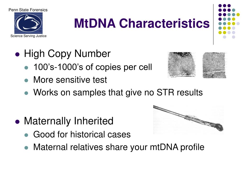 PPT Establishing an mtDNA Forensic Laboratory 11 August 2006