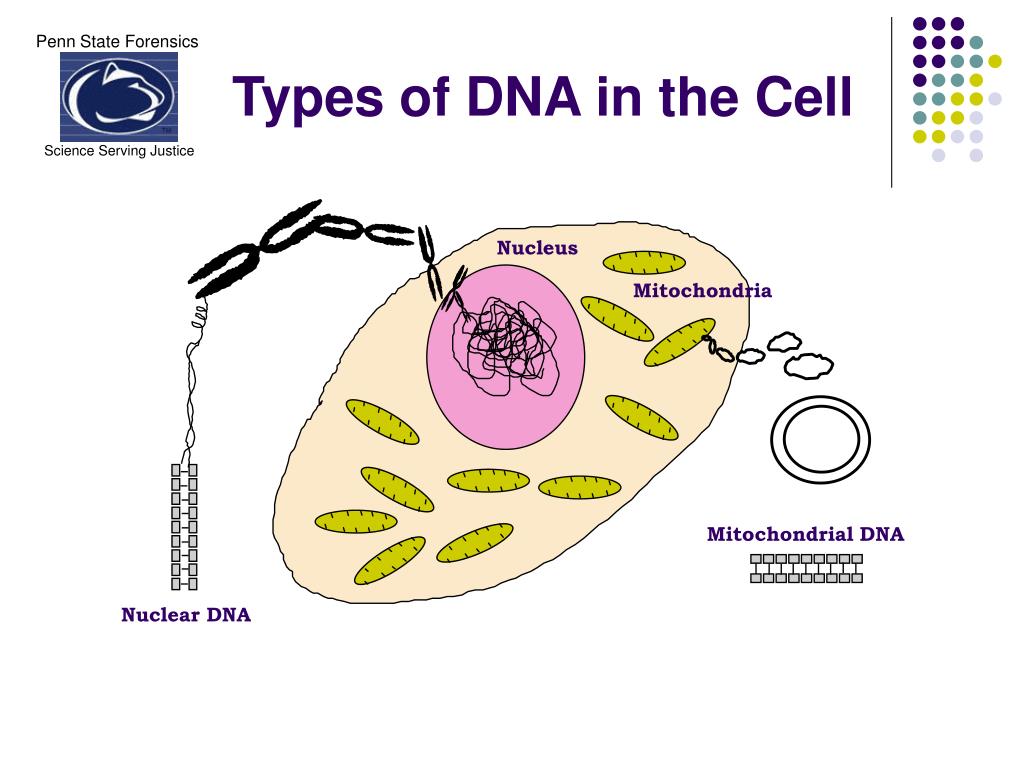 PPT Establishing an mtDNA Forensic Laboratory 11 August 2006