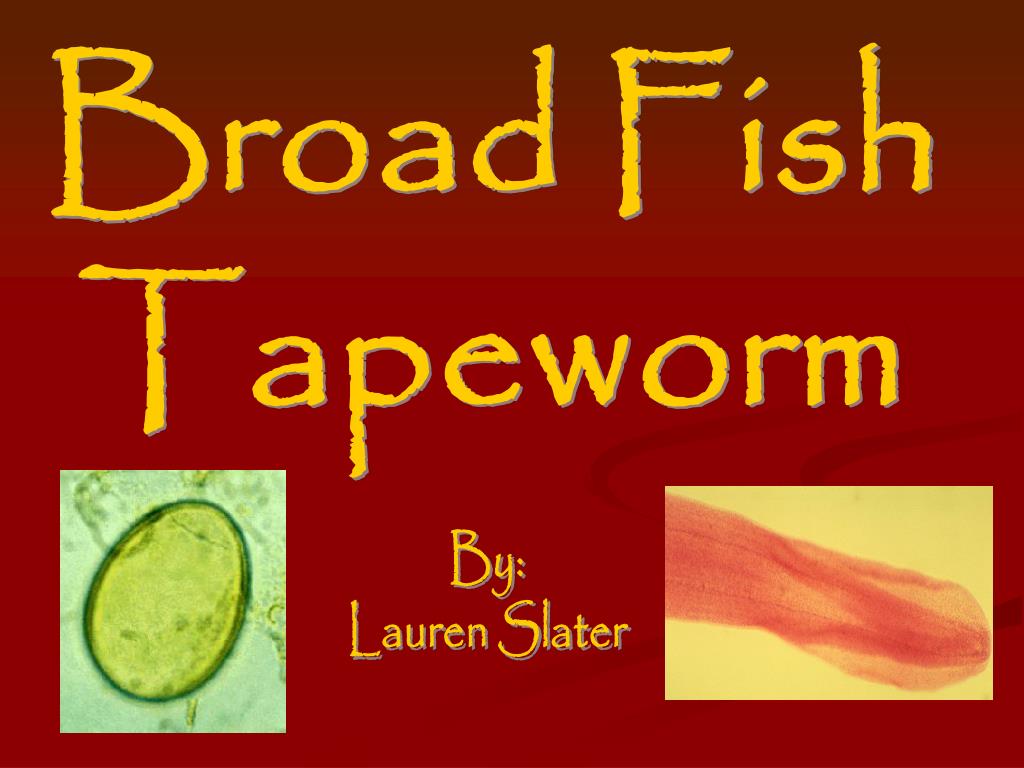 PPT Broad Fish Tapeworm PowerPoint Presentation ID115050