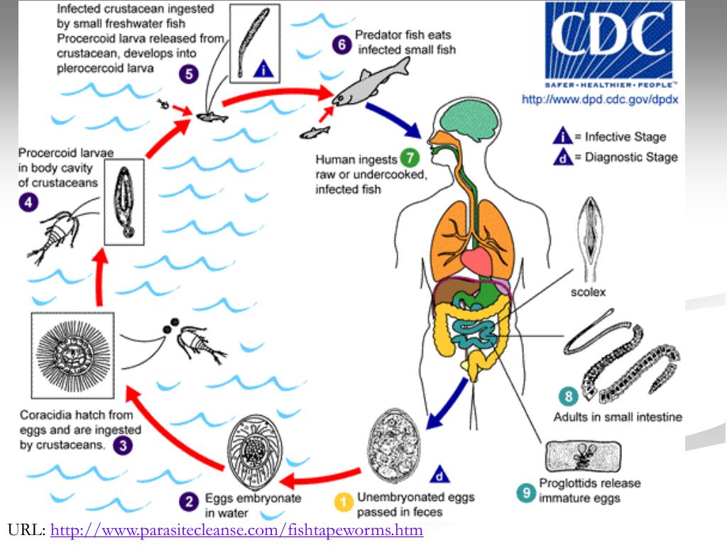 PPT Broad Fish Tapeworm PowerPoint Presentation, free download ID