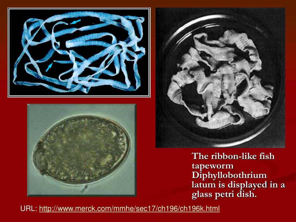 PPT Broad Fish Tapeworm PowerPoint Presentation, free download ID115050