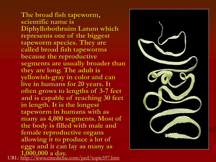 PPT Broad Fish Tapeworm PowerPoint Presentation ID115050