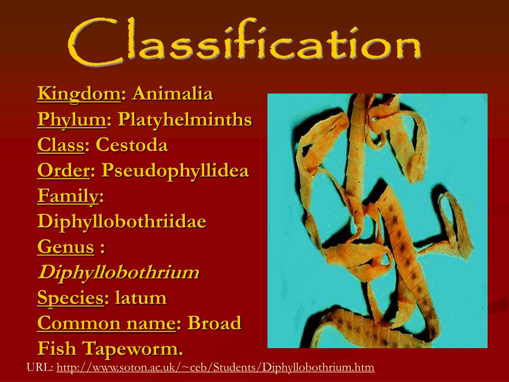 PPT Broad Fish Tapeworm PowerPoint Presentation, free download ID115050