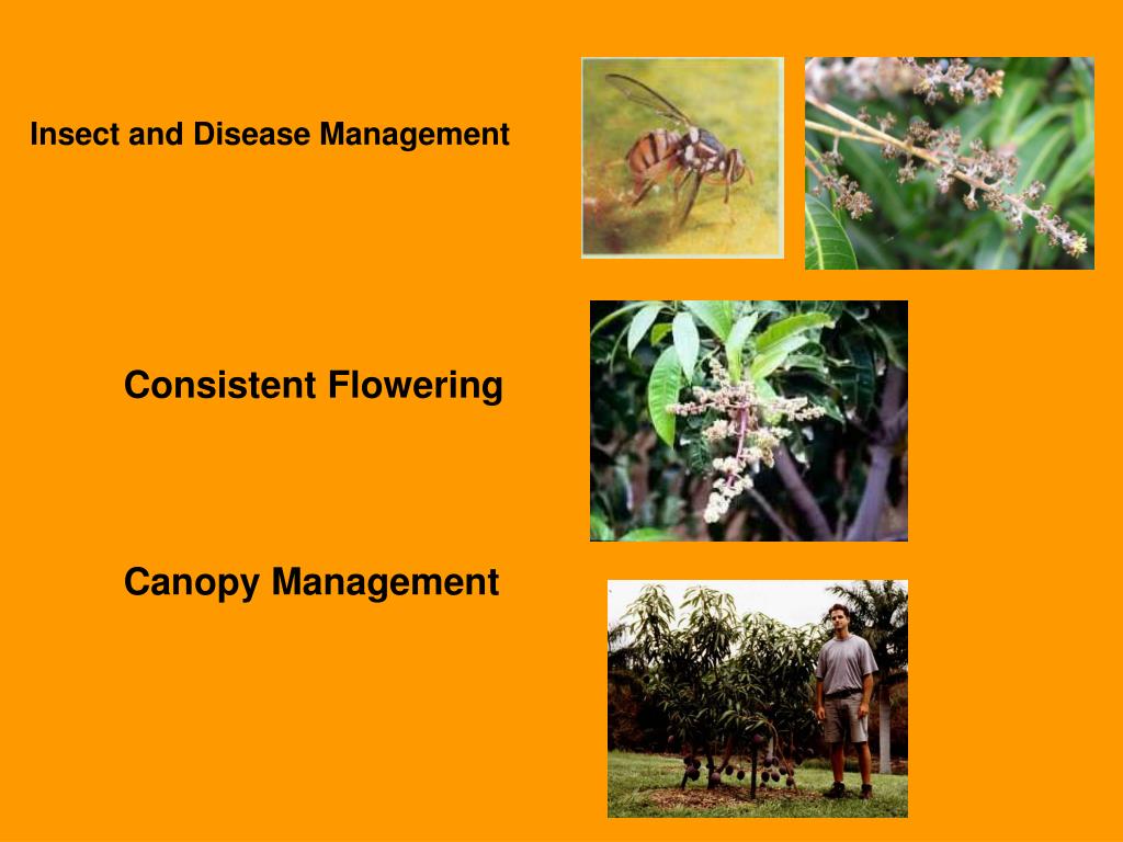PPT Challenges Facing Mango Producers in Hawaii PowerPoint Presentation ID1151101