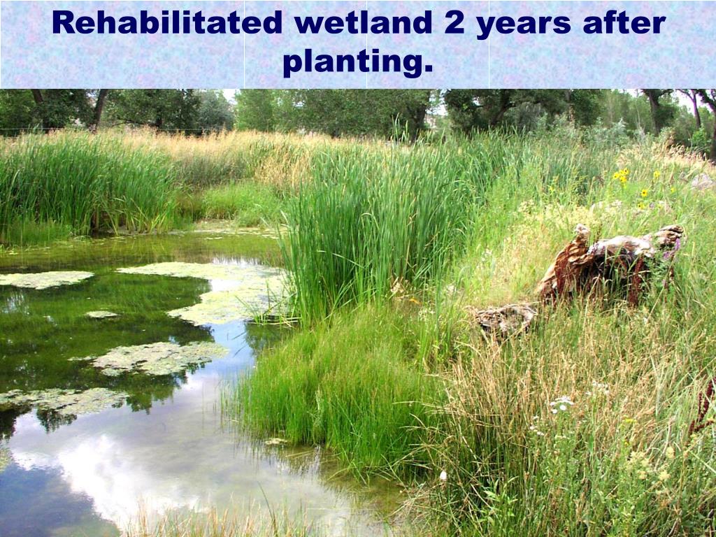 PPT Introduction to Wetland Restoration PowerPoint Presentation, free