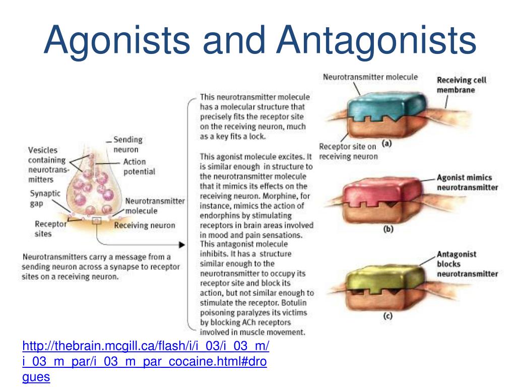 PPT Neurons PowerPoint Presentation, free download ID1153645