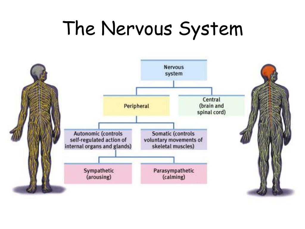 PPT Neurons PowerPoint Presentation, free download ID1153645