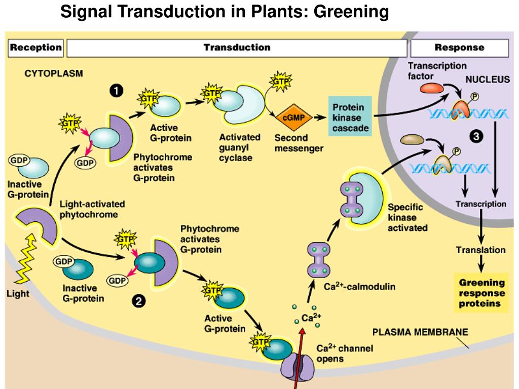 PPT PLANT RESPONSES TO INTERNAL AND EXTERNAL SIGNALS PowerPoint