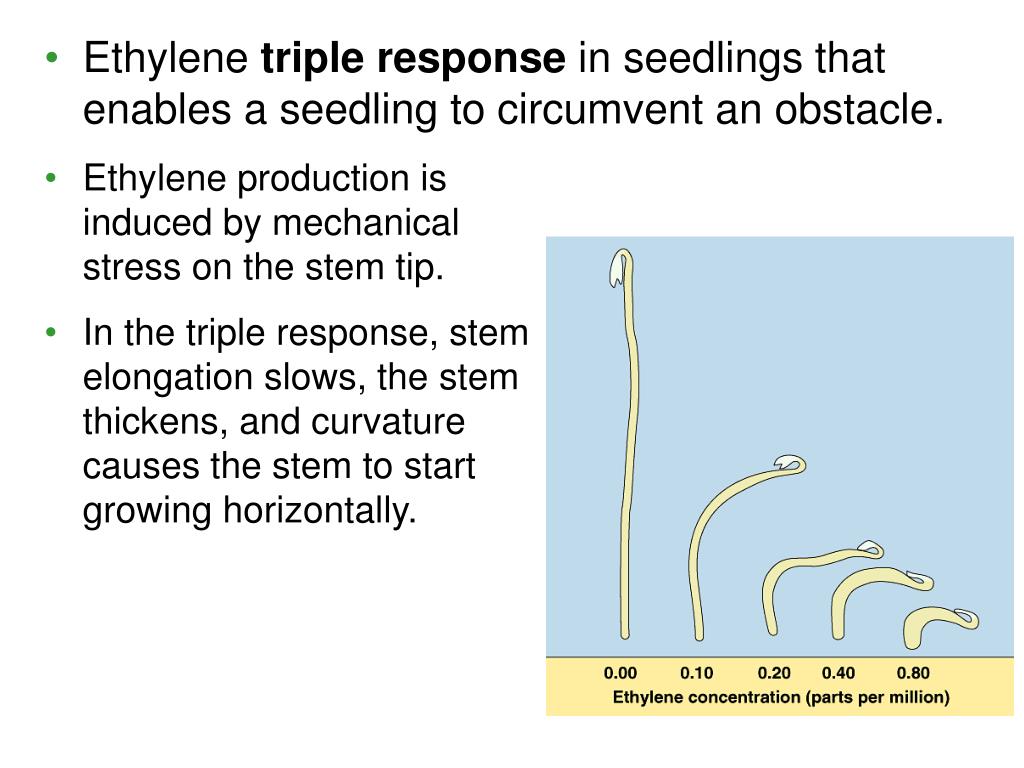 PPT PLANT RESPONSES TO INTERNAL AND EXTERNAL SIGNALS PowerPoint