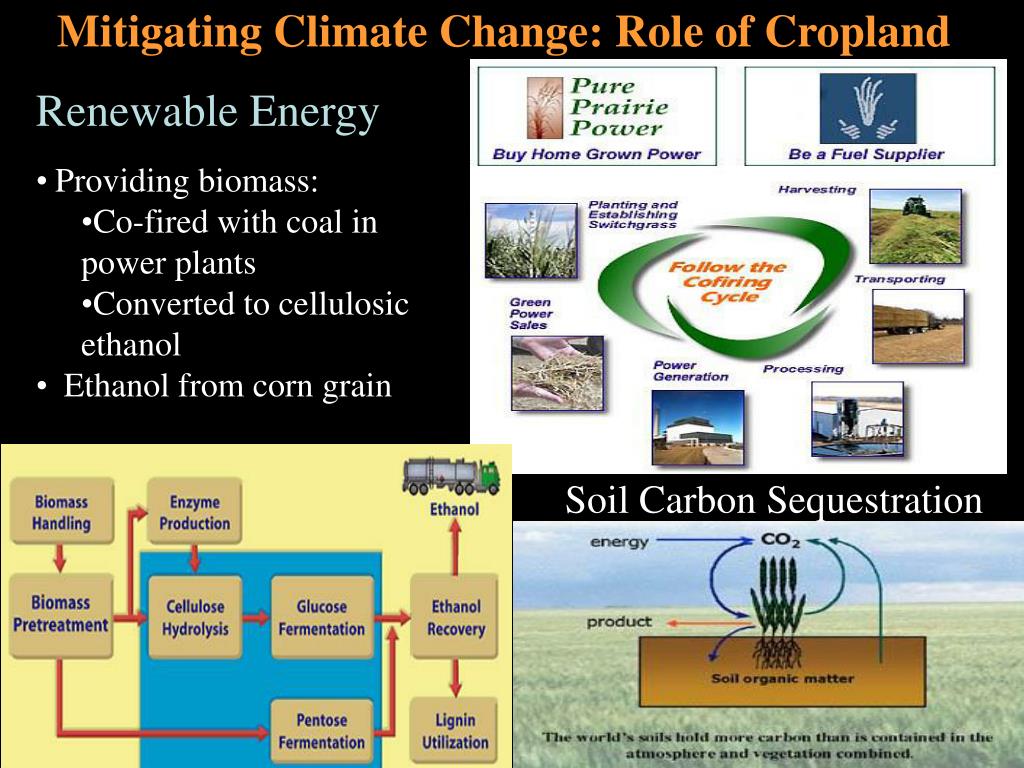 PPT Economics of a New Generation of Bioenergy Crops Implications