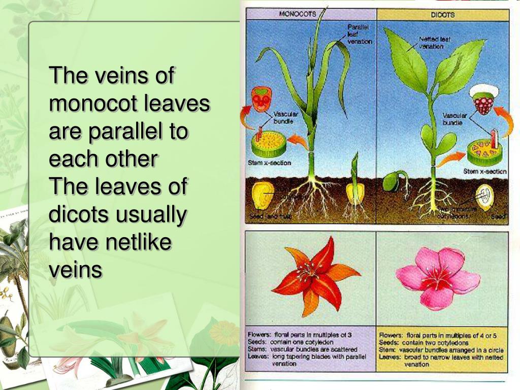 PPT Flowering Plants Monocot versus Dicots PowerPoint Presentation, free download ID1157604