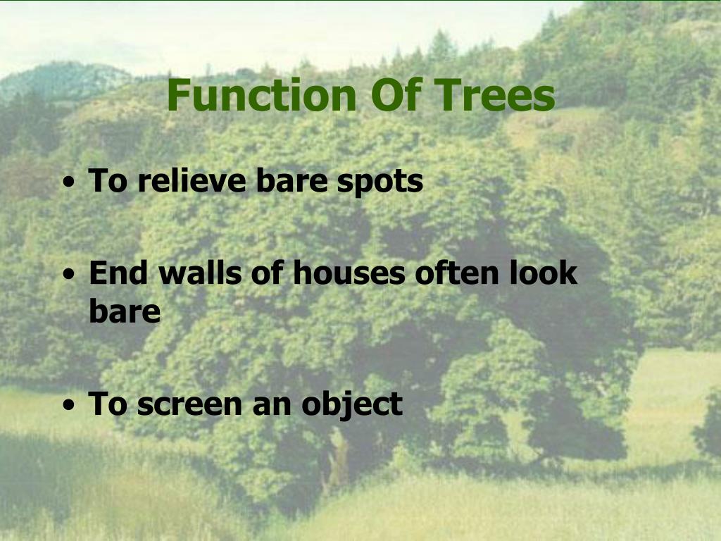 PPT DECIDUOUS TREES PowerPoint Presentation, free download ID1157616
