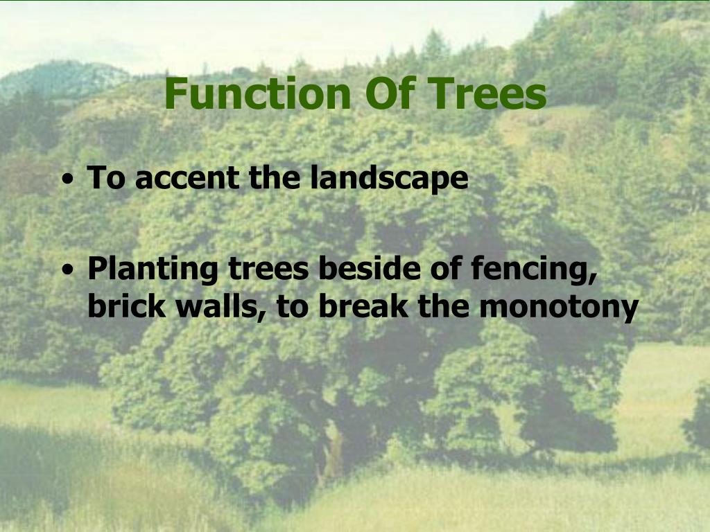 PPT DECIDUOUS TREES PowerPoint Presentation, free download ID1157616