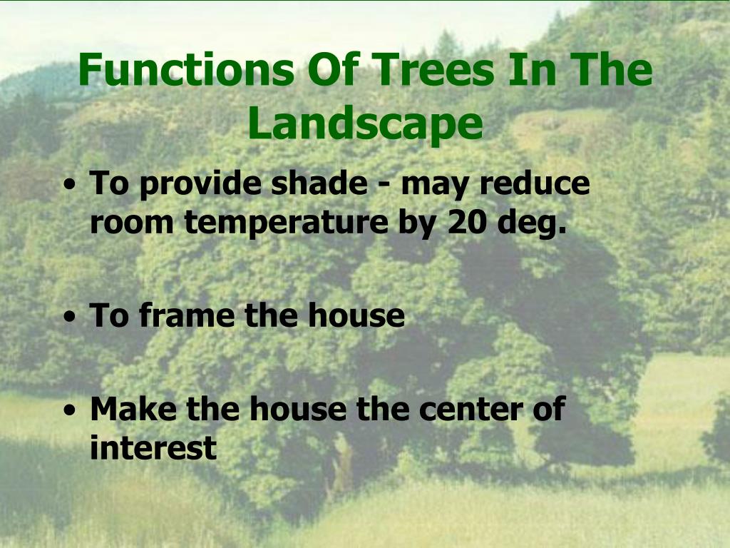 PPT DECIDUOUS TREES PowerPoint Presentation, free download ID1157616