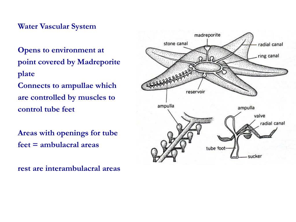 PPT ECHINODERMS PowerPoint Presentation, free download ID1157675